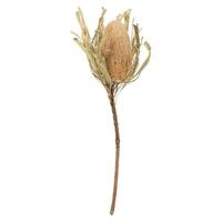Vickerman 12"-18" Natural Preserved Banksia Flower (3 pack)