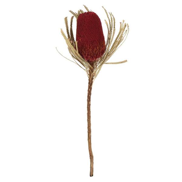 12"-18" Red Preserved Banksia Flower (3 pack)
