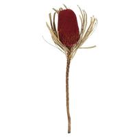 View 12"-18" Red Preserved Banksia Flower (3 pack)