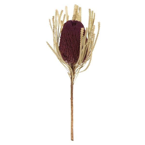 12"-18" Violet Preserved Banksia Flower (3 pack)