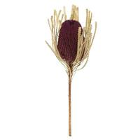 Vickerman 12"-18" Violet Preserved Banksia Flower (3 pack)