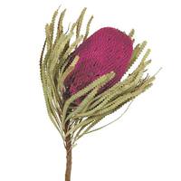 Vickerman 12"-18" Purple Orchid Preserved Banksia Flower (3 pack)