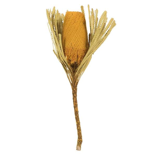 12"-18" Yellow Preserved Banksia Flower (3 pack)