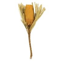 Vickerman 12"-18" Yellow Preserved Banksia Flower (3 pack)