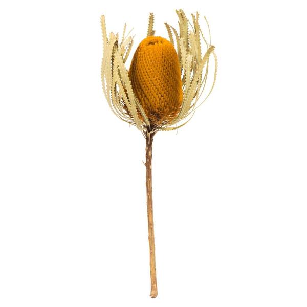 12"-18" Aspen Gold Preserved Banksia Flower (3 pack)