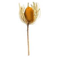 Vickerman 12"-18" Aspen Gold Preserved Banksia Flower (3 pack)