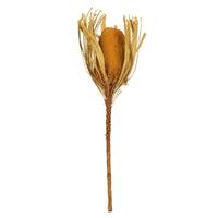 Vickerman 12"-18" Aspen Gold Preserved Banksia Flower (3 pack)