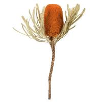 Vickerman 12"-18" Autumn Preserved Banksia Flower (3 pack)