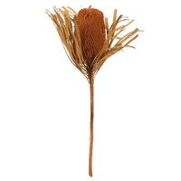 Vickerman 12"-18" Autumn Preserved Banksia Flower (3 pack)