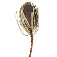 View 12"-18" Brown Preserved Banksia Flower (3 pack)