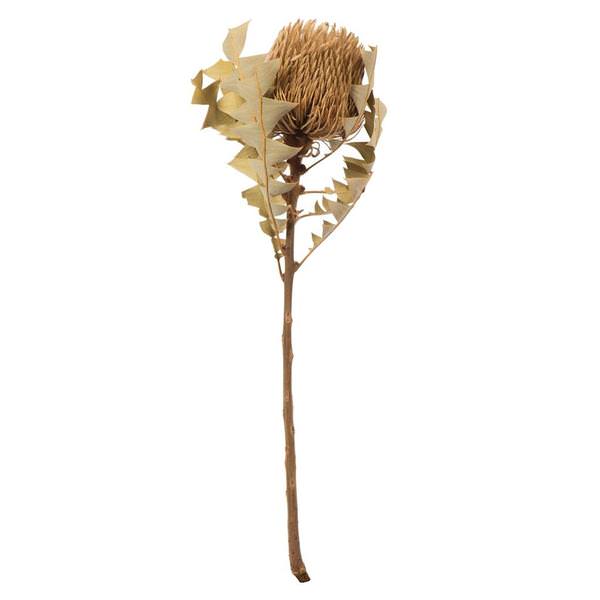12"-18" Natural Preserved Banksia Flower (3 pack)