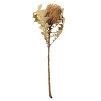 Vickerman 12"-18" Natural Preserved Banksia Flower (3 pack)
