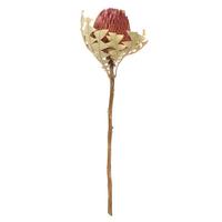 Vickerman 12"-18" Erica Pink Preserved Baxteri Flower (3 pack)