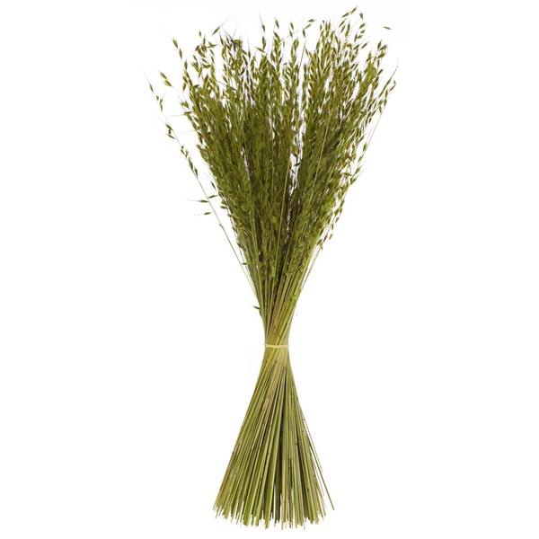 30" 21oz Basil Dried Princess Grass Bundle (3 7oz bundles)
