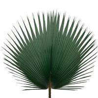Vickerman 23-31" Green Washingtonia Palm Frond