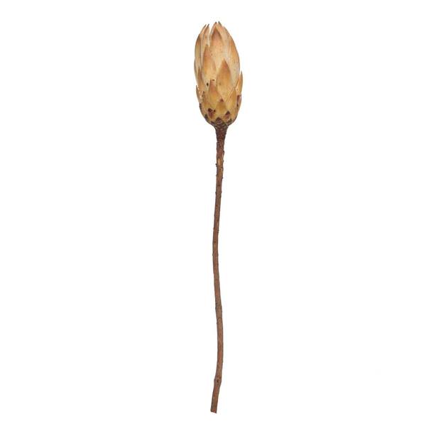 14" Cream Repens Natural Stem (6 Pack)