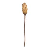 View 14" Cream Repens Natural Stem (6 Pack)