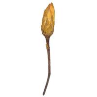 View 14" Yellow Repens Natural Stem (6 Pack)