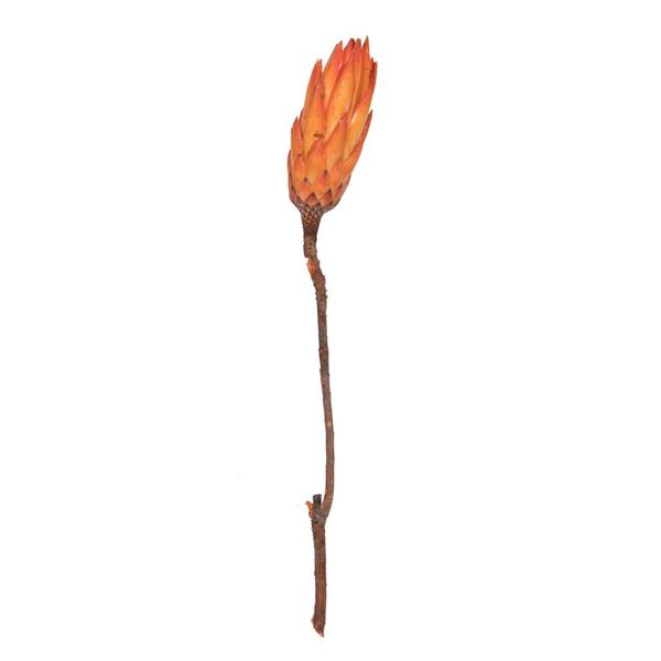 14" Nectarine Repens Natural Stem (6 Pack)