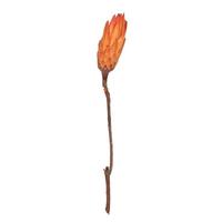 View 14" Nectarine Repens Natural Stem (6 Pack)