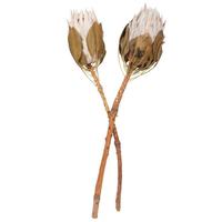 Vickerman 11-13" Blush King Protea Stem (2 Pack)