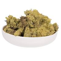 Vickerman 2Lbs Light Green Moss Dried and Preserved Natural Botanicals