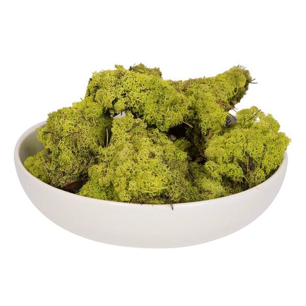 2Lbs Lime Green Moss Dried and Preserved Natural Botanicals