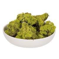 Vickerman 2Lbs Lime Green Moss Dried and Preserved Natural Botanicals