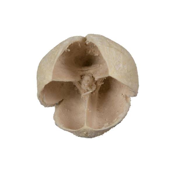 0.78" Bakuli Bleached Pod (3.3Lb Pack)