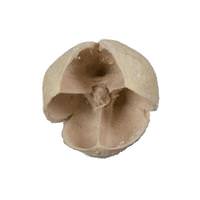 Vickerman 0.78" Bakuli Bleached Pod (3.3Lb Pack)