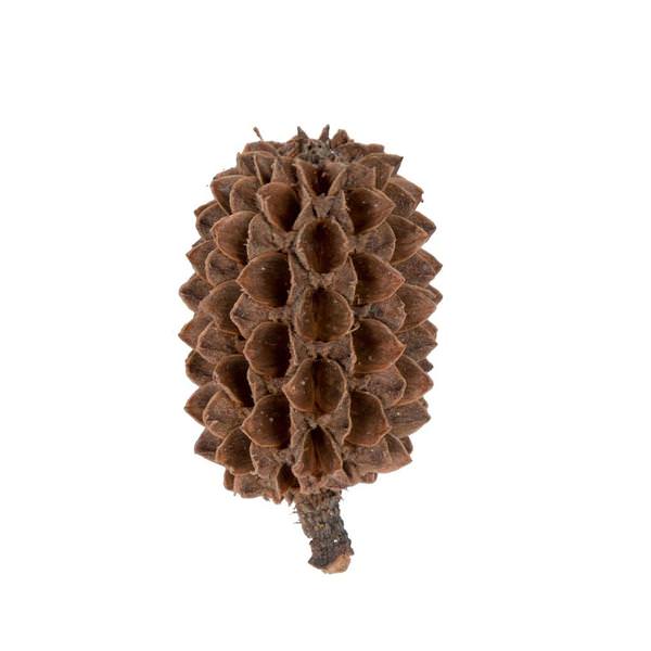0.6" Casurina (8.8 Lbs Pack)