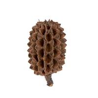 Vickerman 0.6" Casurina (8.8 Lbs Pack)