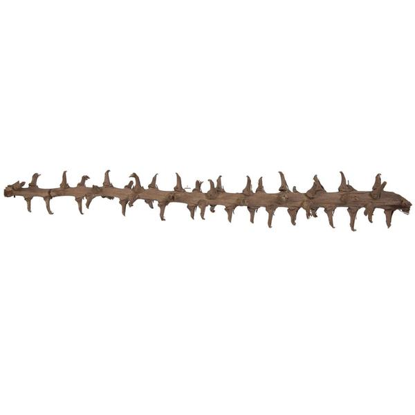 32" Coco Exotica Natural (2 Pack)