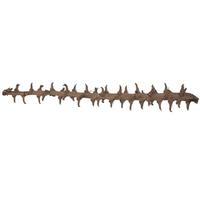 Vickerman 32" Coco Exotica Natural (2 Pack)