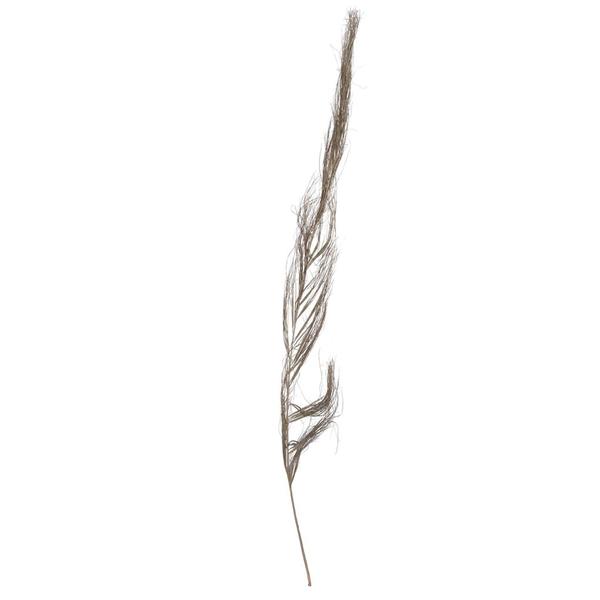 40" Khejur Sikha Natural Palm (30 pack)