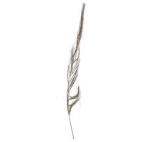 Vickerman 40" Khejur Sikha Natural Palm (30 pack)