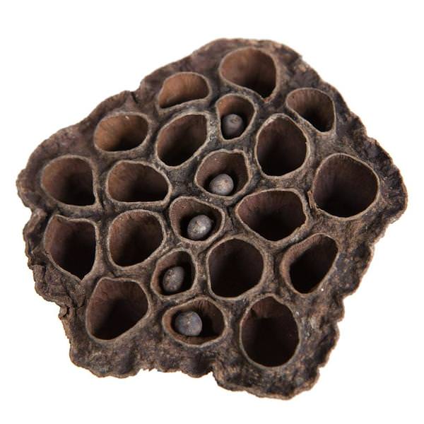 2.4"-3.2" Lotus Medium Pods (75 Pack)