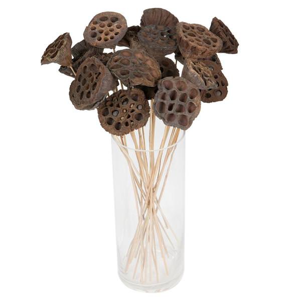 20" Lotus Pod Medium on Stem (50 Pack)