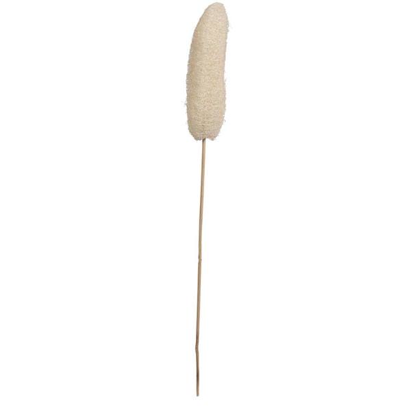 20" Bleached Luffa on Stem (25 Pack)