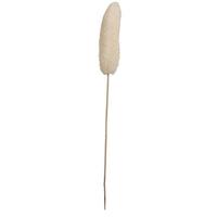 Vickerman 20" Bleached Luffa on Stem (25 Pack)