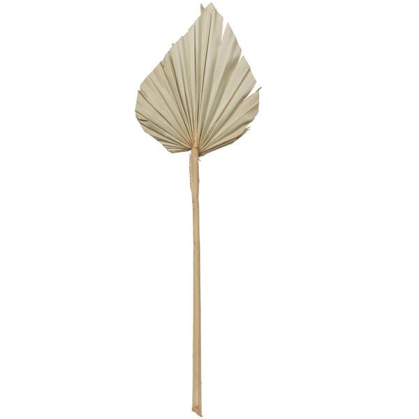 20" Palm Spear Natural Spear (50 pack)