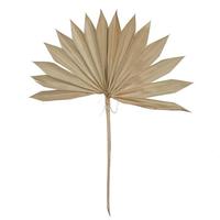 Vickerman 20" Palm Sun Spear Natural Spear (50 pack)