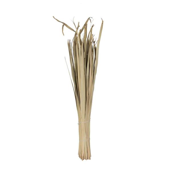 40" Sun Palm Leaf (100 pack)