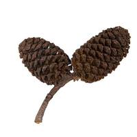 Vickerman 0.8" Birch Pine Cone (2.2 Lb Pack)