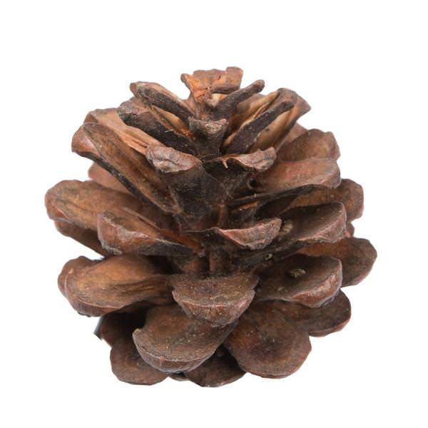 1.5" Blue Pine Natural (100 Pack)