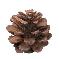 Vickerman 1.5" Blue Pine Natural (100 Pack)