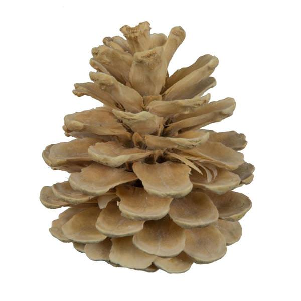 2" Bleached Blue Pine (25 Pack)