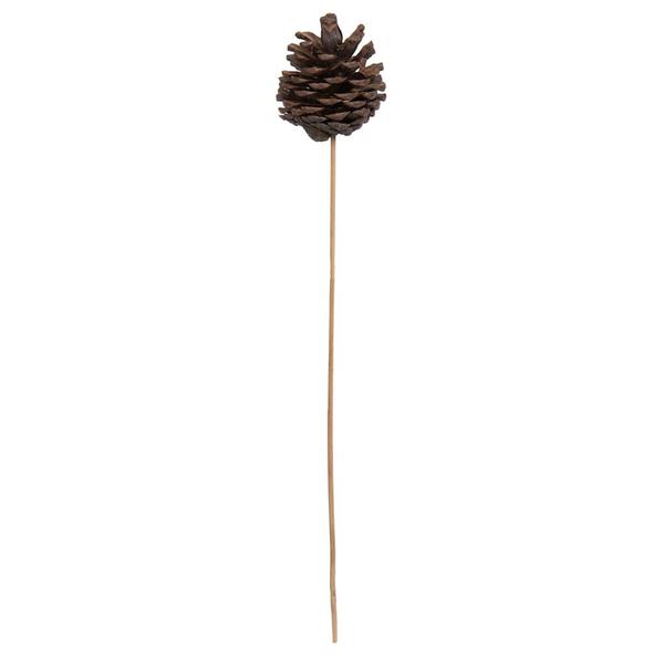 2" Blue Pine Natural Stem (50 Pack)