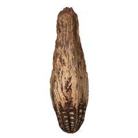 View 2.8" Mahogany Pods (100 Pack)