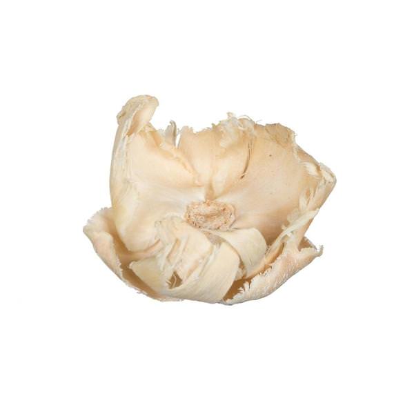 2.75" Palm Cap Bleached Pod (25 pieces)
